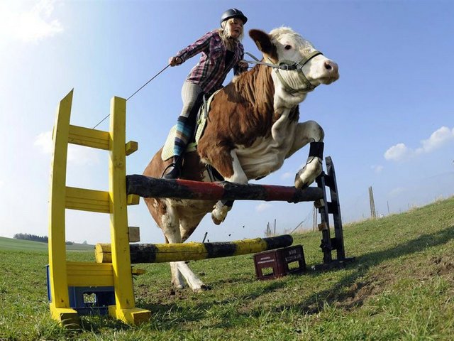 Статьи о коровах в Советске | ЗооТом портал о животных
