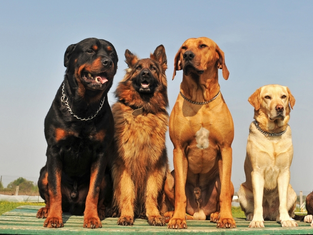 Крупные породы собак в Советске | ЗооТом портал о животных